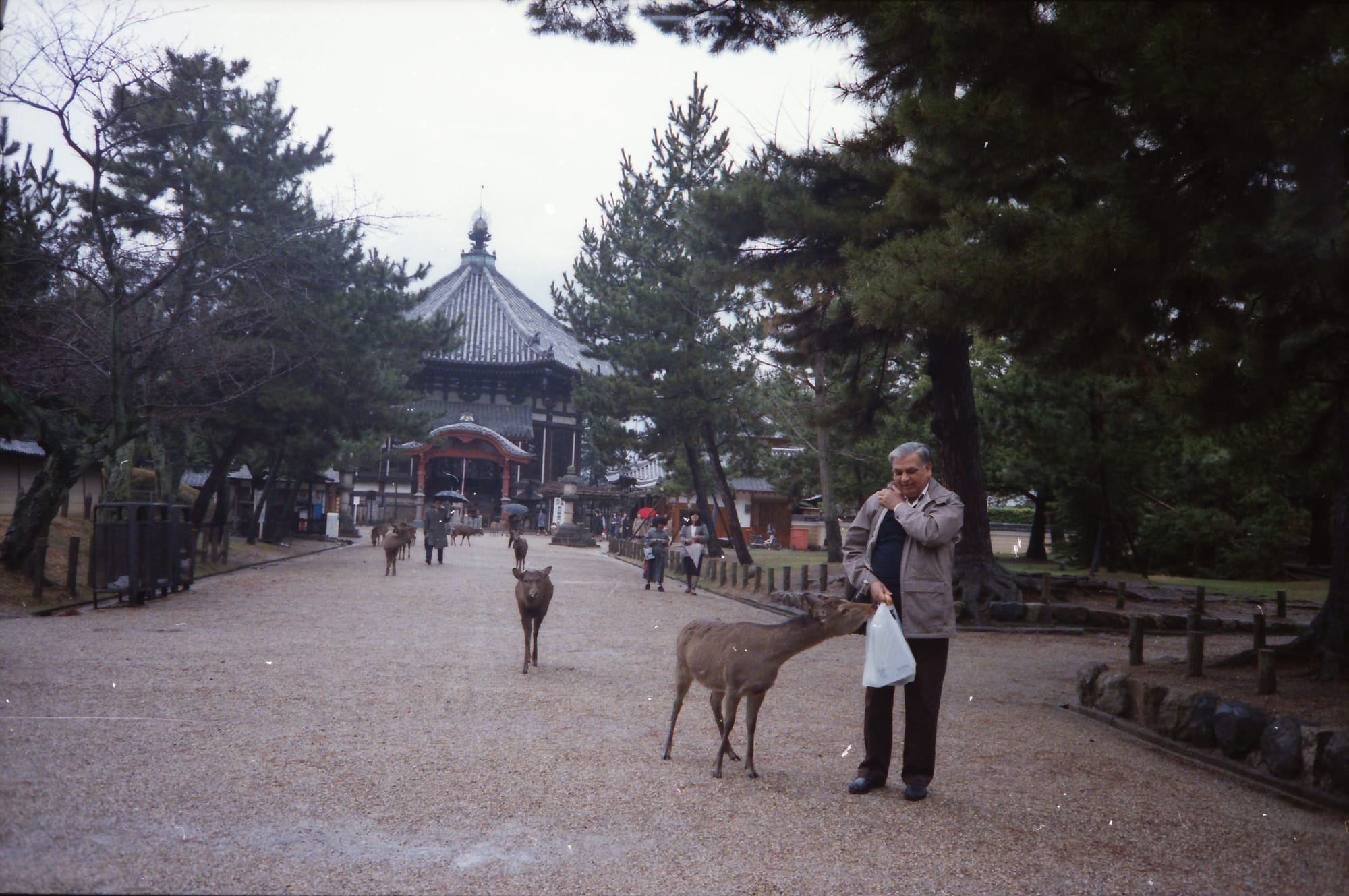 Papaji and a sika deer. Nara, Japan