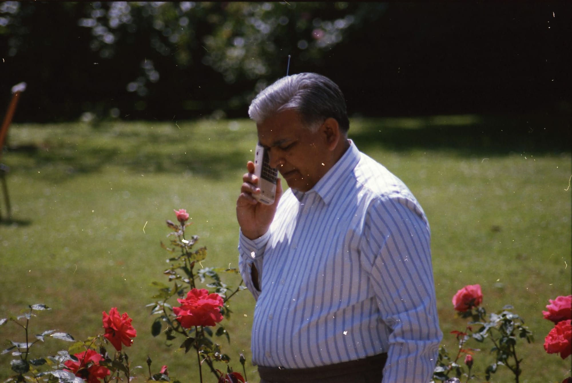 Papaji on a mobile phone. An English rose garden
